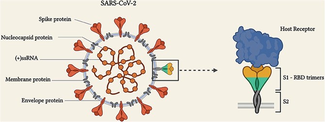 The structure and receptor binding mechanism of SARS-CoV-2. (OA Literature) 