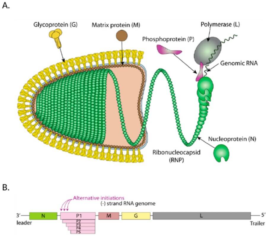RABV virion. (OA Literature) 
