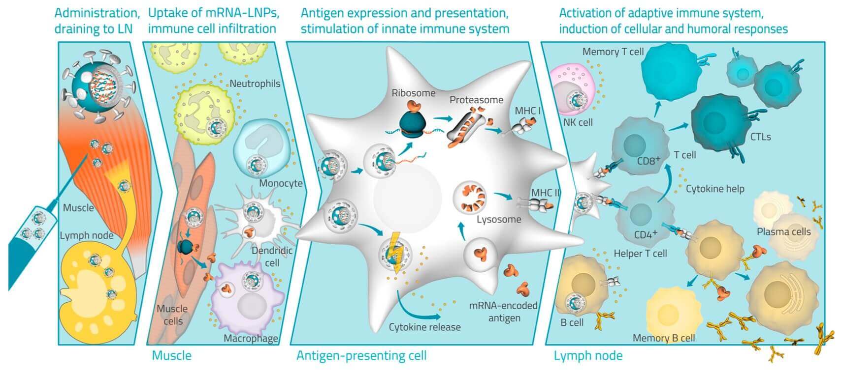 The mode of action of mRNA-LNP. (OA Literature)