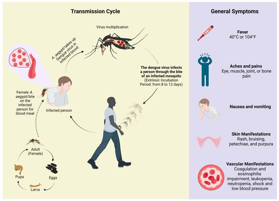 The transmission cycle and main symptoms of dengue. (OA Literature) 