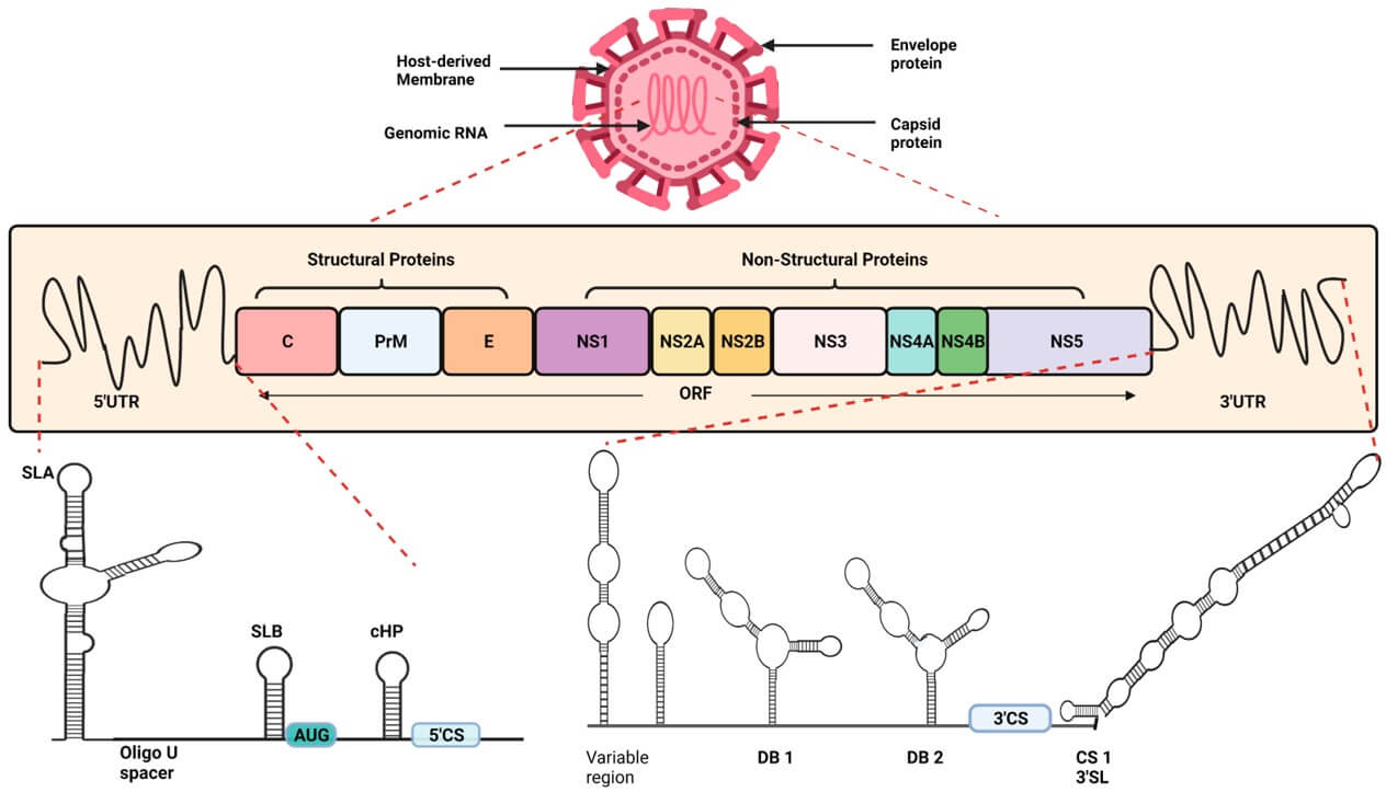 The genome of the dengue virus. (OA Literature)