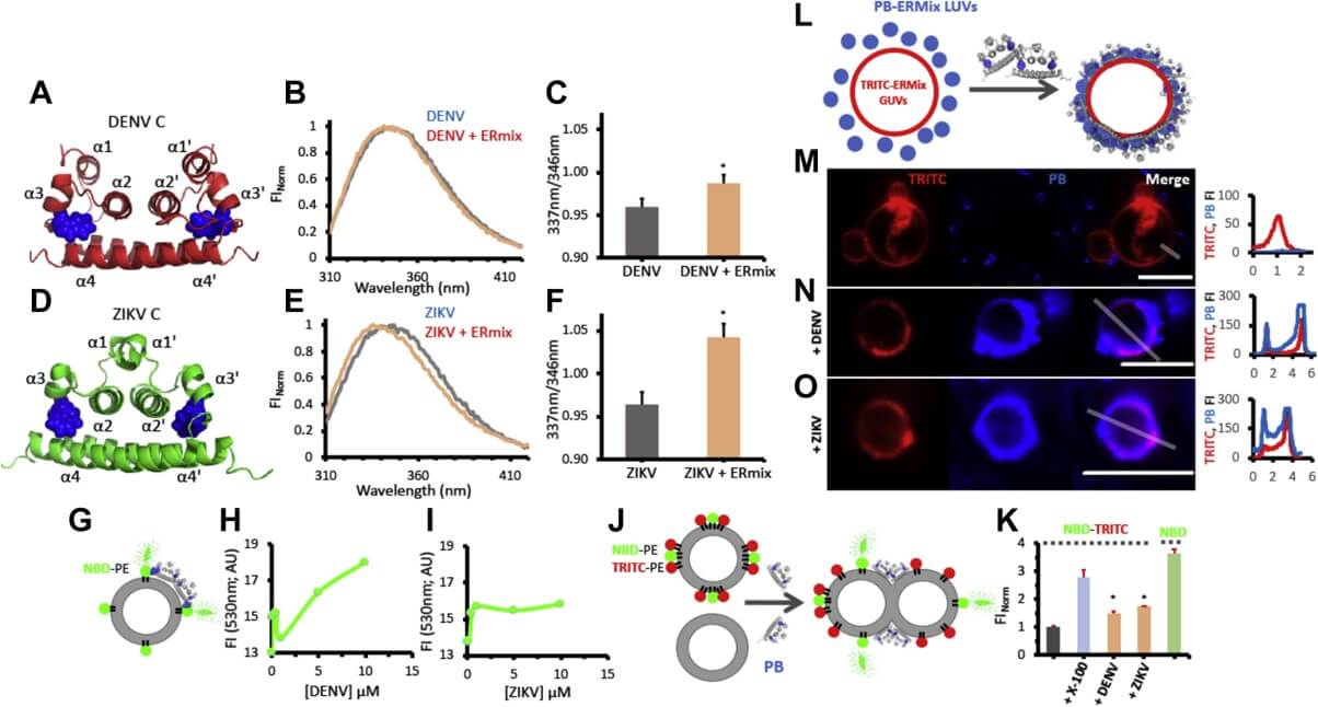 The interaction between capsid proteins and liposomes. (OA Literature)
