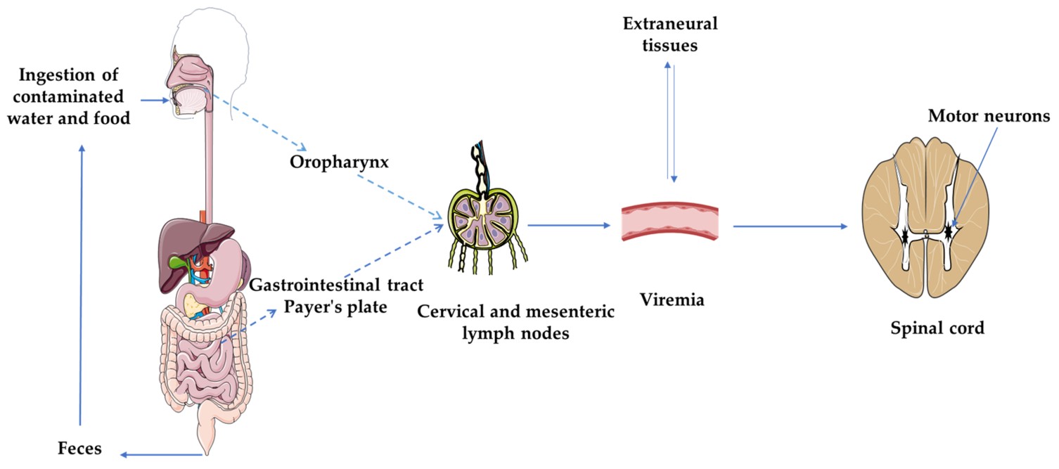 The mechanism of polio. (OA Literature) 