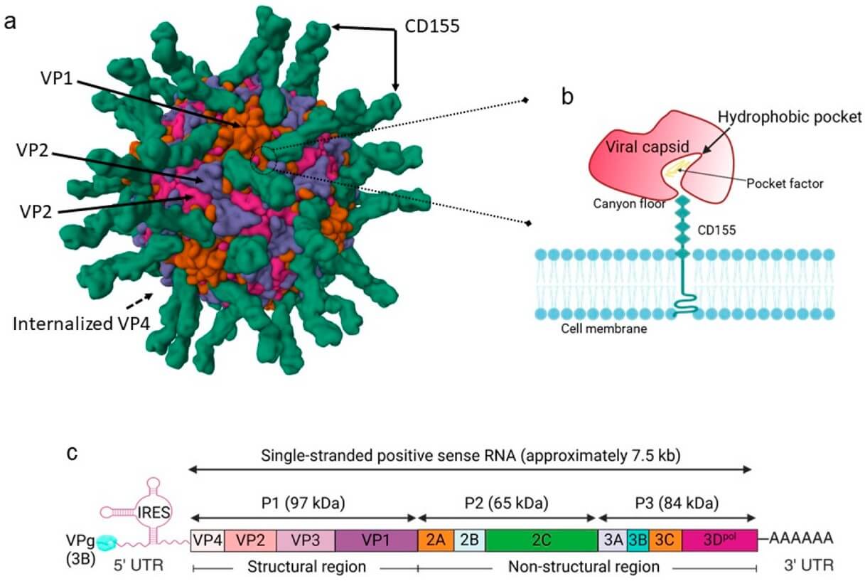 Basic information of the poliovirus. (OA Literature)