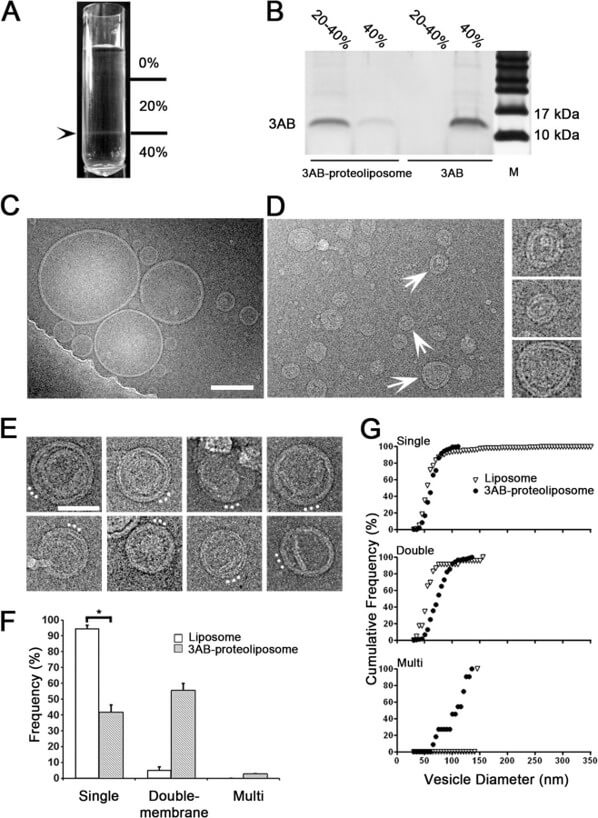 The influence of 3AB protein on liposome reconstitution.(OA Literature)