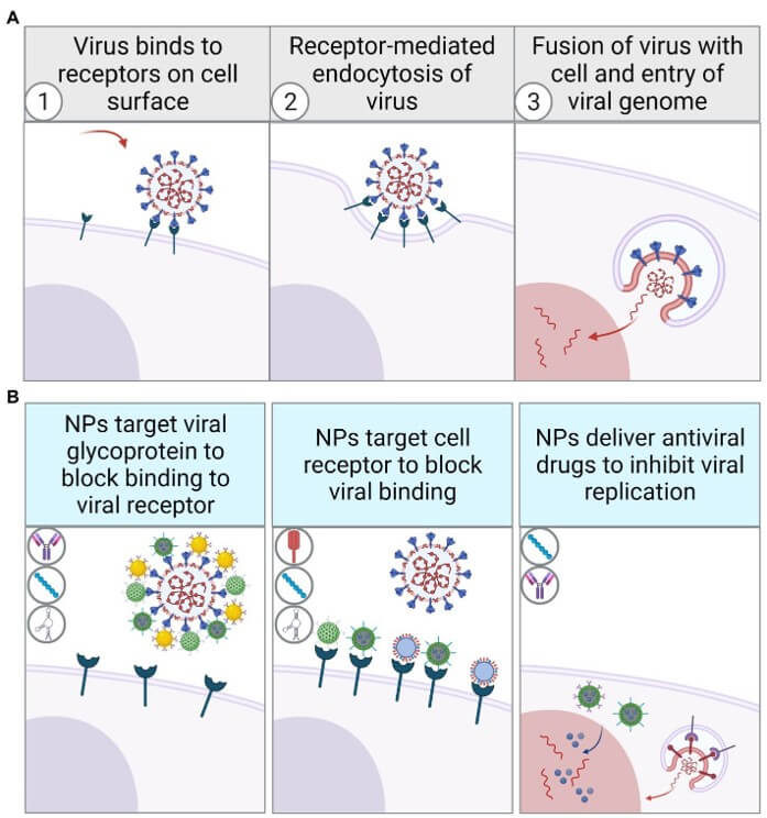 Functionalized nanoparticles invade viruses through receptor-mediated endocytosis. (OA Literature)