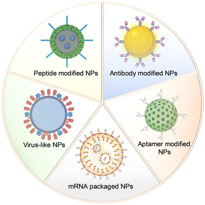 The application of Nanoparticles in antiviral Targeted therapy. (OA Literature)