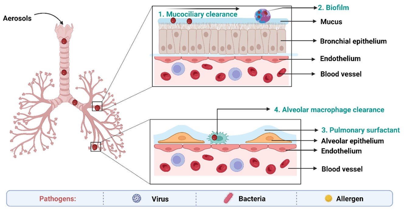 Biological barriers for targeted drug delivery in the lungs of TB. (OA Literature)