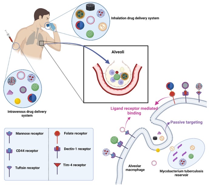 Ligands are coupled with nanoparticles to achieve targeted drug delivery for the treatment of TB. (OA Literature)