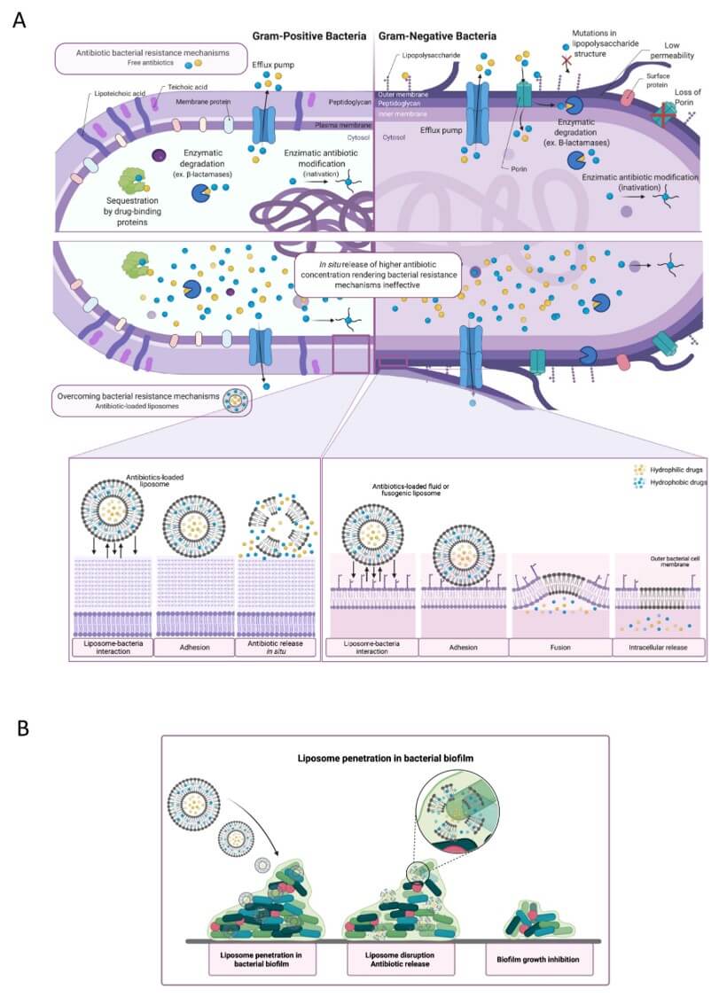 The resistance mechanism of antibiotics.(OA Literature) 