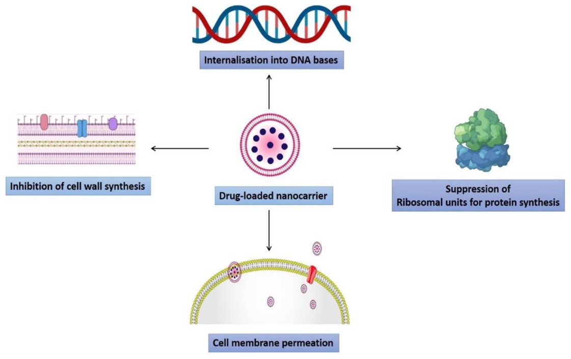 The role of drug-loaded nanocarriers in inhibiting antibiotic resistance. (OA Literature) 