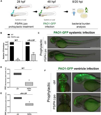 The antibacterial activity of liposome prophylactic administration on zebrafish embryos. (OA Literature) 