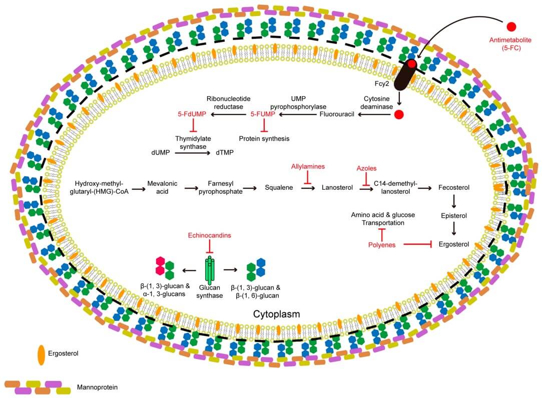 Antifungal drugs and their targets. (OA Literature) 