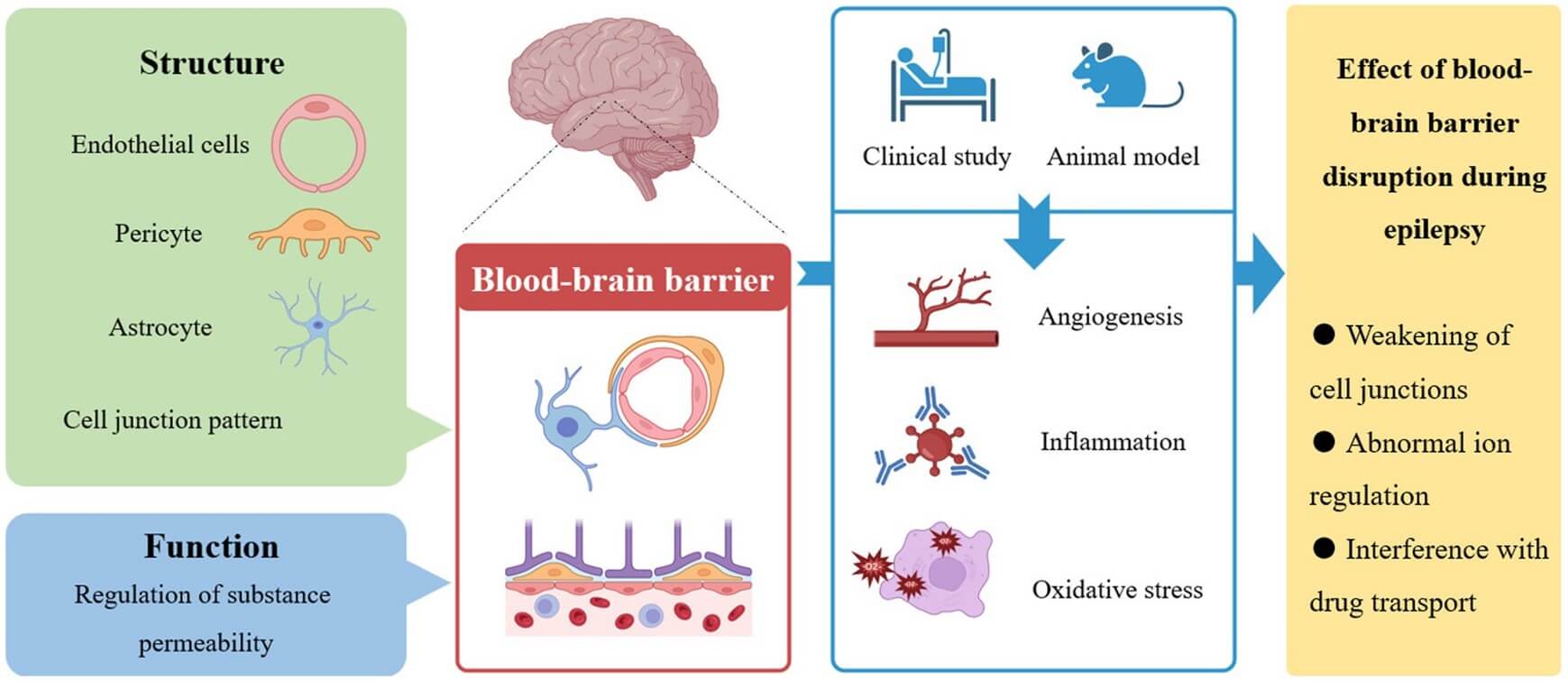 The role of the BBB in epilepsy.(OA Literature) 