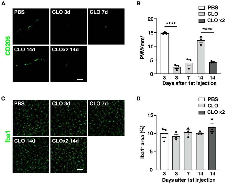 Repetitive intracisternal injection of CLO can sustainably deplete PVM. (OA Literature) 