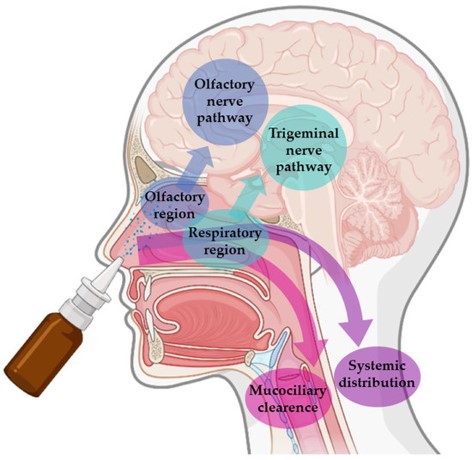 The pathways of drug transport in the brain after nasal administration. (OA Literature) 