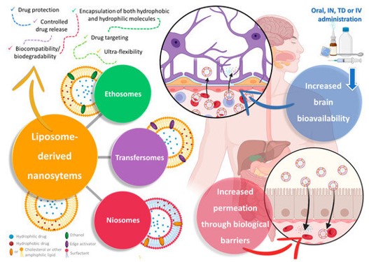 Liposome-derived vesicle nanosystems. (OA Literature)