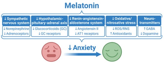 The mechanism of melatonin in combating anxiety. (OA Literature)