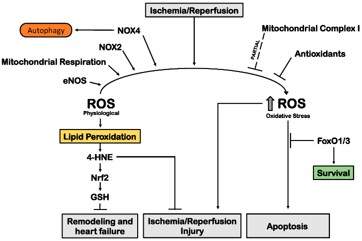 Myocardial ischemia-3 (Schirone, Leonardo, et al,2022)
