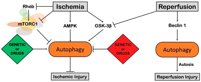 Myocardial ischemia-4 (Schirone, Leonardo, et al,2022)