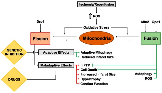 Myocardial ischemia-5 (Schirone, Leonardo, et al,2022)