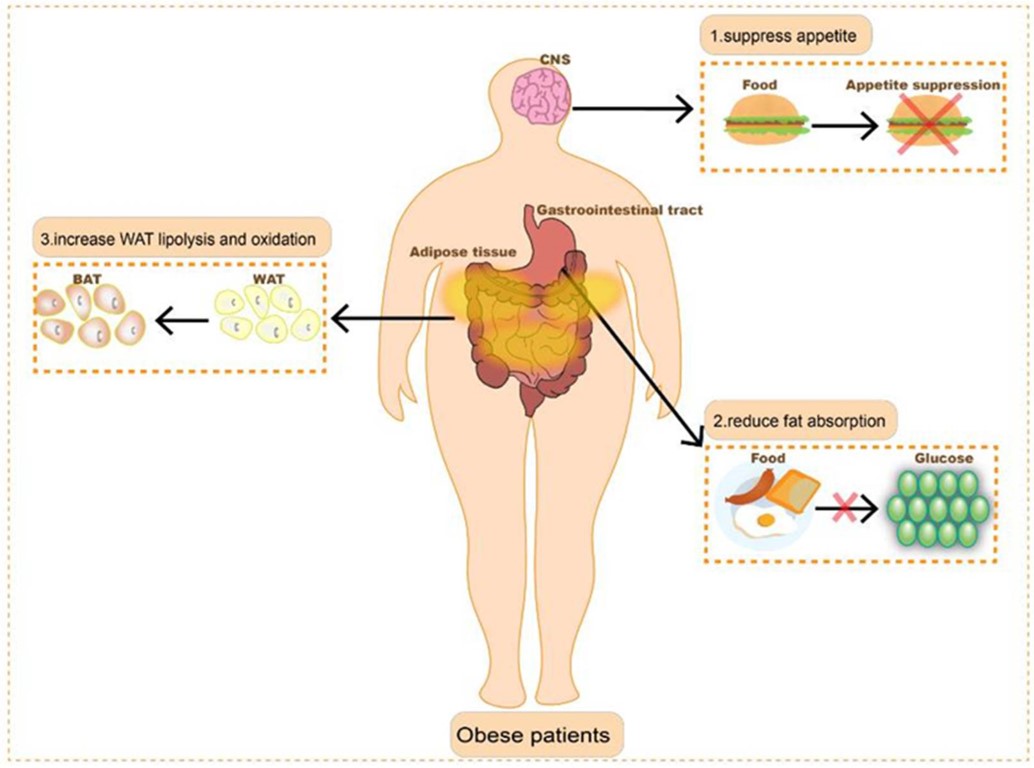 Obesity-1. (Li, Jing, et al, 2022) (OA Literature)
