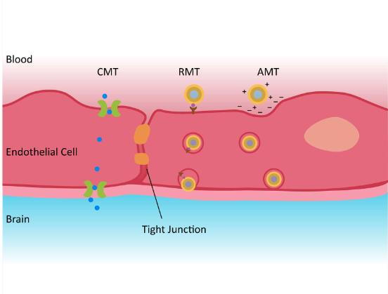 Three drug transport pathways of liposomes in the BBB. (Creative Biolabs Original)