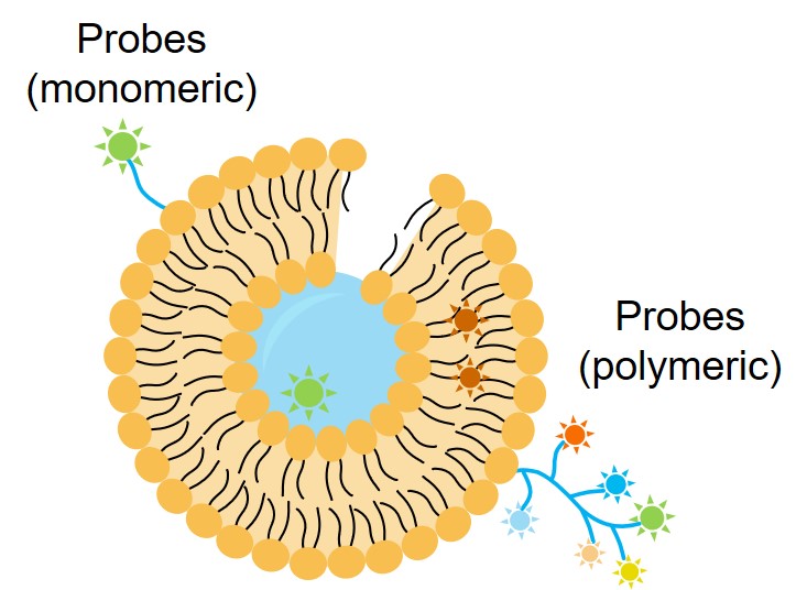 Liposome binding to imaging probes. (Creative Biolabs Original)