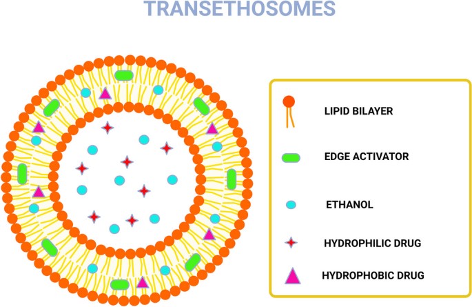 Schematic diagram of the structure and composition of Transethosomes. (OA Literature)