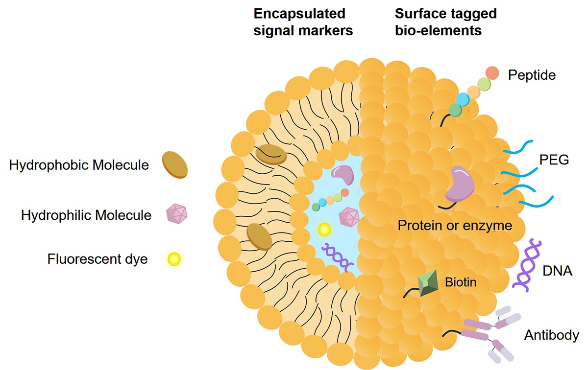Fig.2 Structure and applications of liposomes. (Creative Biolabs Original)