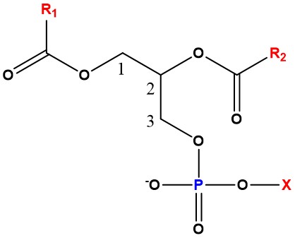 Structural formula. (Creative Biolabs Original)