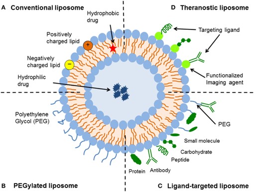 Structural diagrams of various liposomes. (Sercombe, Lisa, et al, 2015)
