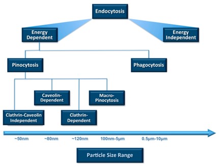 Particle size-2. (Danaei, M. R. M. M., et al, 2018)