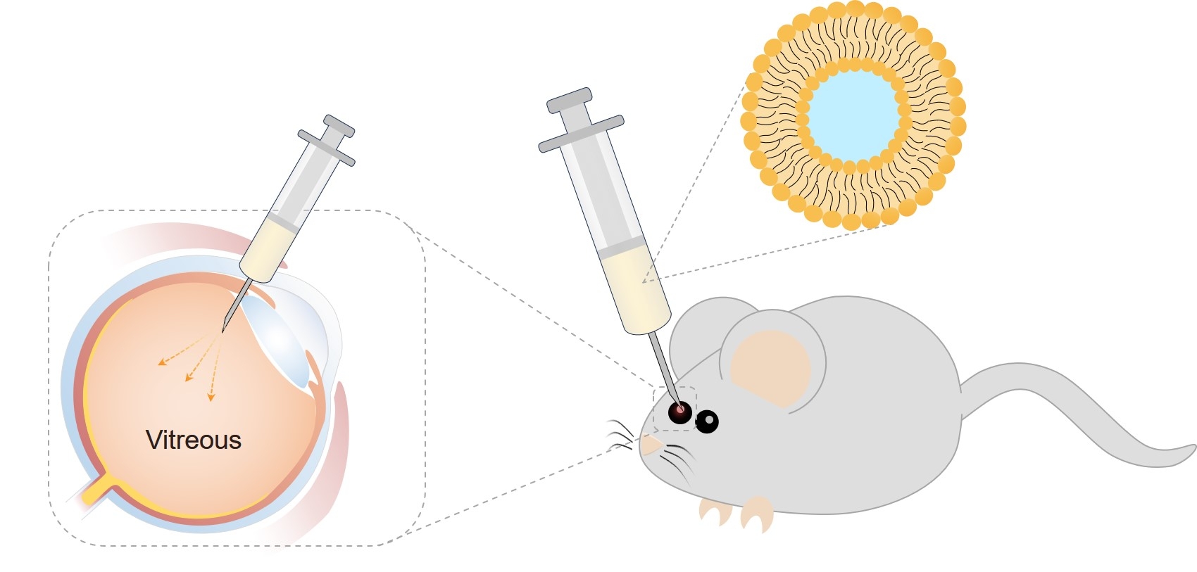 Fig.1 Intravitreal administration. (Creative Biolabs Original)
