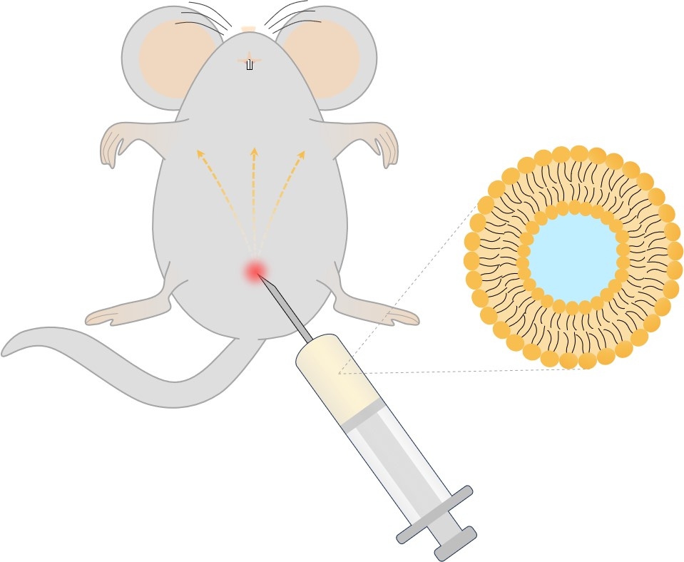 Fig.1 Intraperitoneal administration. (Creative Biolabs Original)