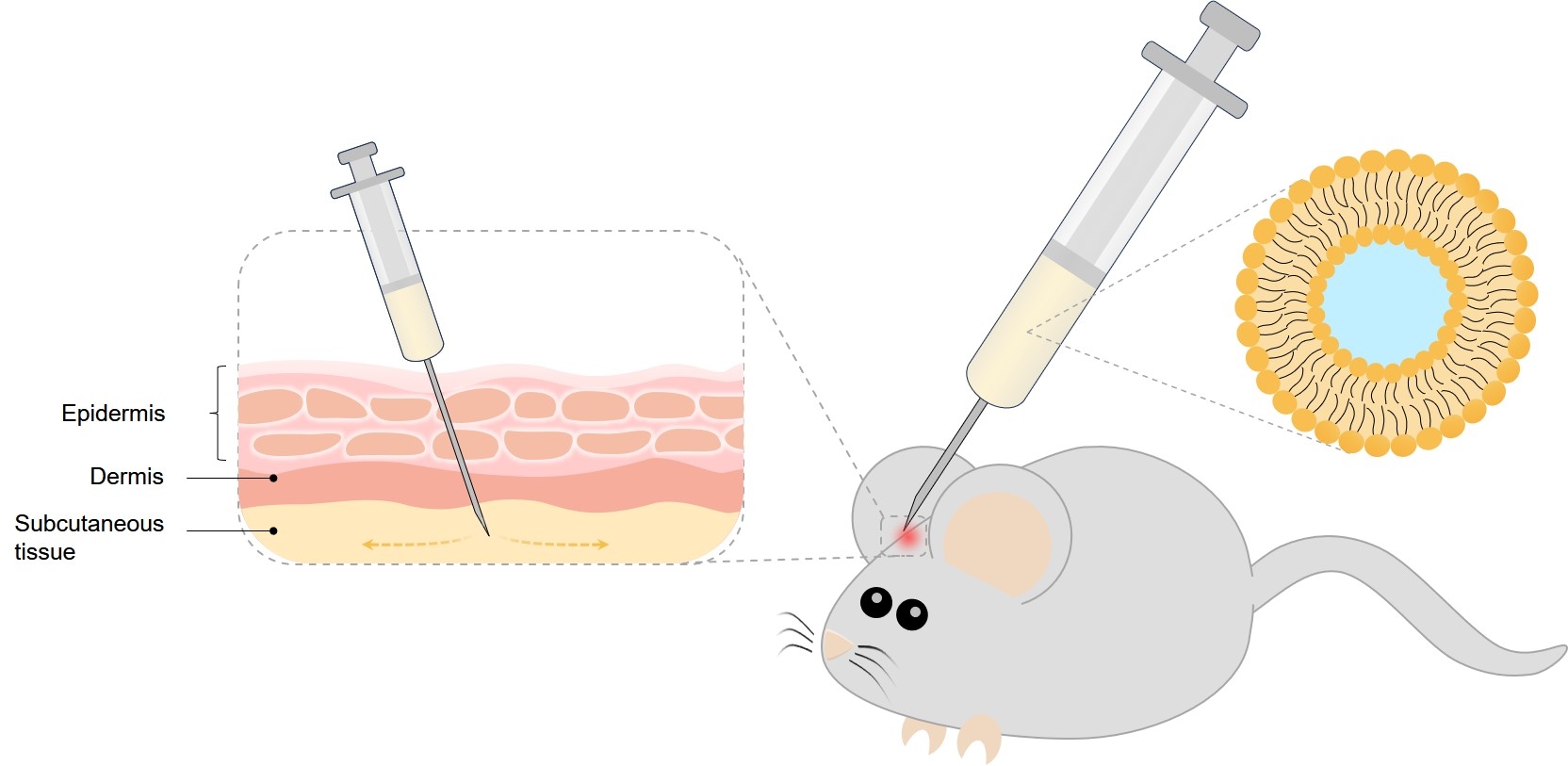 Fig.1 Subcutaneous administration. (Creative Biolabs Original)