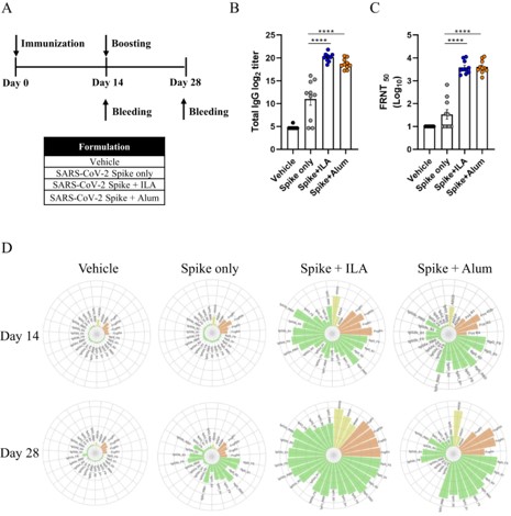 Adjuvant-induced humoral immune response. (OA Literature)