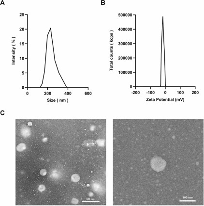 Physicochemical properties and characterization. (OA Literature)