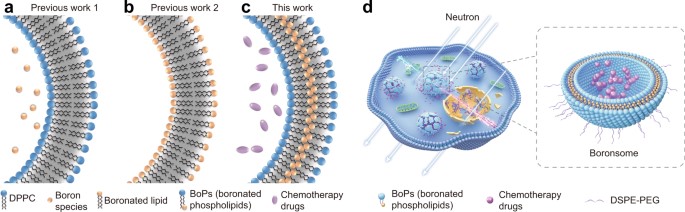Schematic illustration of boronated liposomes for BNCT. (OA Literature)