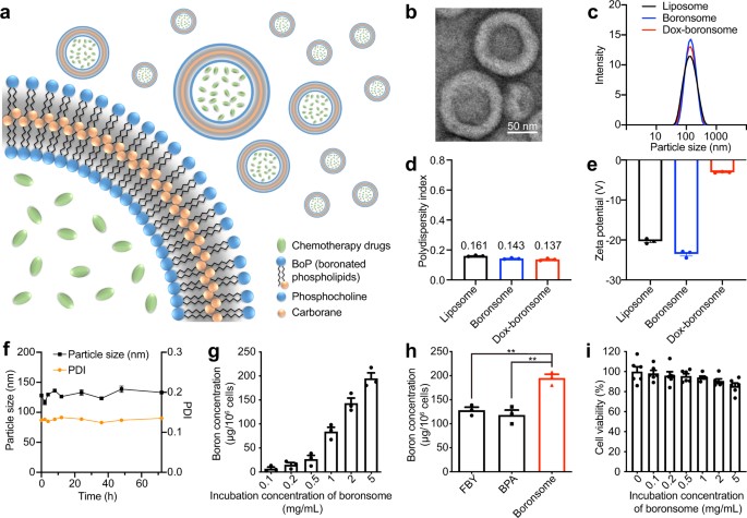 Boronsome is an efficient platform for boron and chemotherapy drug delivery. (OA Literature)
