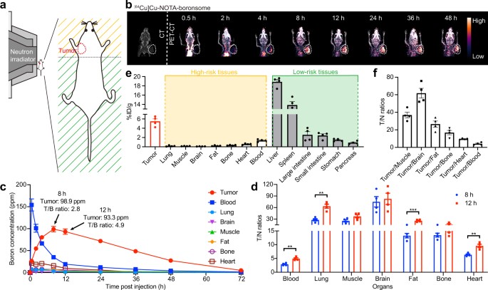 PET imaging indicated that boronsome showed high accumulation in tumour but low uptake in other high-risk tissues. (OA Literature)