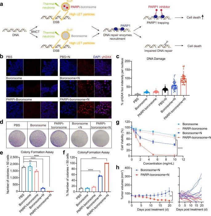 DNA damages repair was significantly inhibited by BNCT with PARP1 inhibitor–loaded boronsome. (OA Literature)