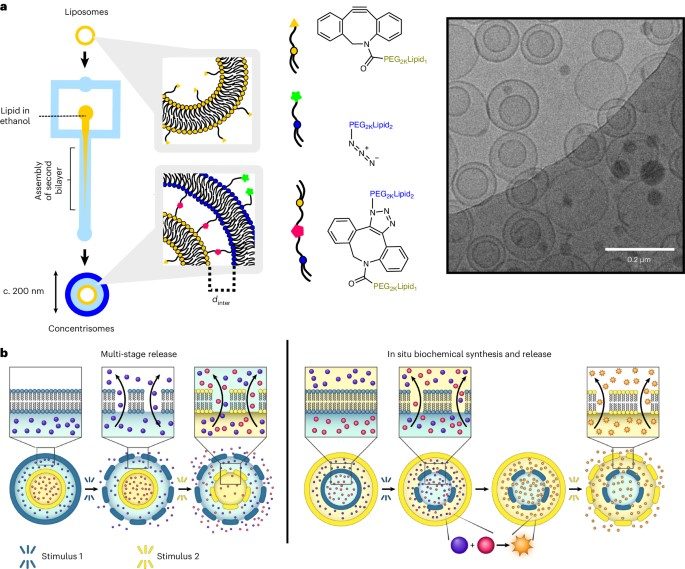 Engineering nanoscale liposomes-in-liposomes. (OA Literature)