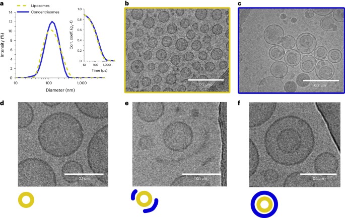 Characterization of concentrisomes via DLS and cryo-TEM. (OA Literature)