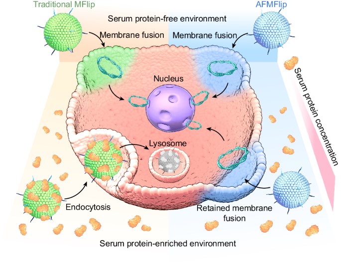 Schematic illustration of membrane fusion effects induced by MFlips. (OA Literature)