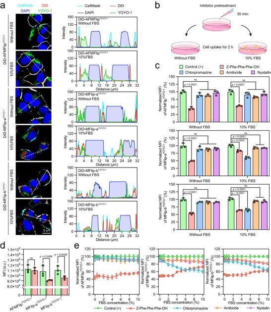 Cellular internalization of AFMFlips in the protein-enriched environment. (OA Literature)
