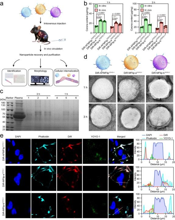 In vivo protein-adsorption resistance and intracellular transportation of AFMFlips. (OA Literature)