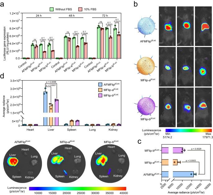 In vivo luciferase transfection using AFMFlips. (OA Literature)