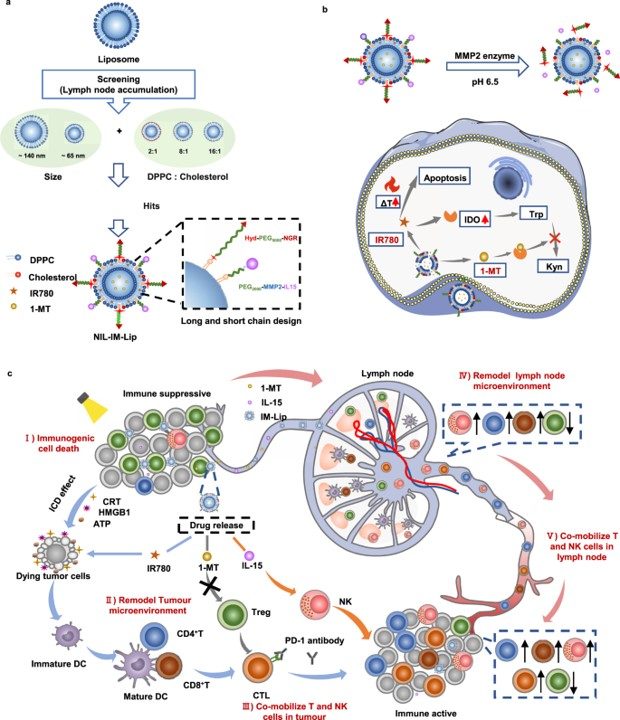 Schematic illustration of nanoinducers that remodel the immunosuppressive tumour-lymph node microenvironment to mobilize T and NK cells. (OA Literature)