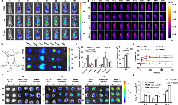 Accumulation of NIL-IM-Lip in the tumour and LNs and the local hyperthermia effects. (OA Literature)